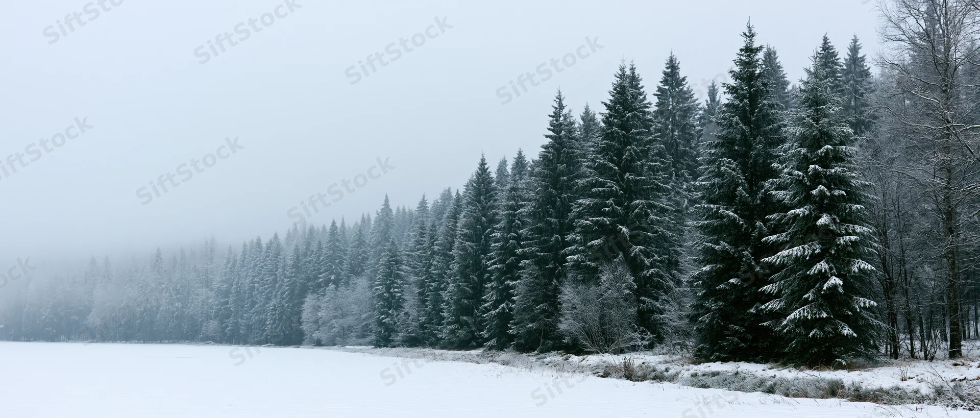 Snow-covered spruce forest lining a flat frozen meadow under overcast sky