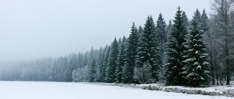Snow-covered spruce forest lining a flat frozen meadow under overcast sky
