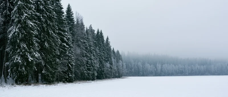 Snow-covered spruce forest lining a frozen lake under an overcast sky