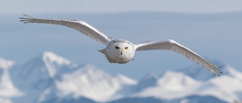 Snowy owl in full wing-spread flight heading directly toward camera over snow-covered mountains