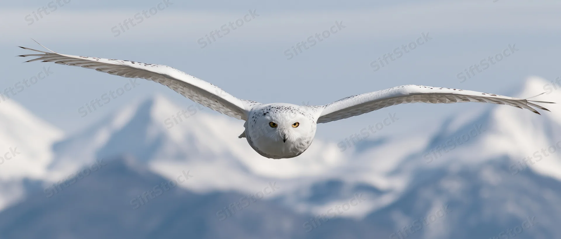 Snowy owl in full wingspread flight toward camera over snow-covered mountains