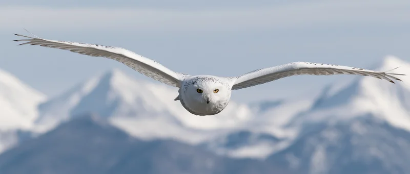 Snowy owl in full wingspread flight toward camera over snow-covered mountains