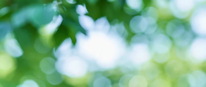 Soft bokeh background of out-of-focus green foliage and bright light spots