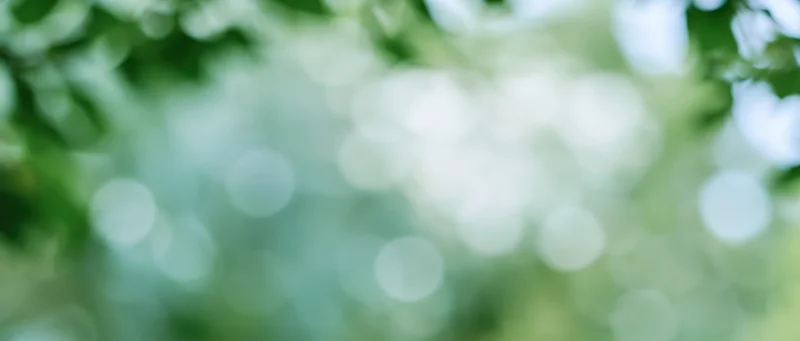 Soft bokeh of out-of-focus green foliage and sunlight in a natural outdoor setting