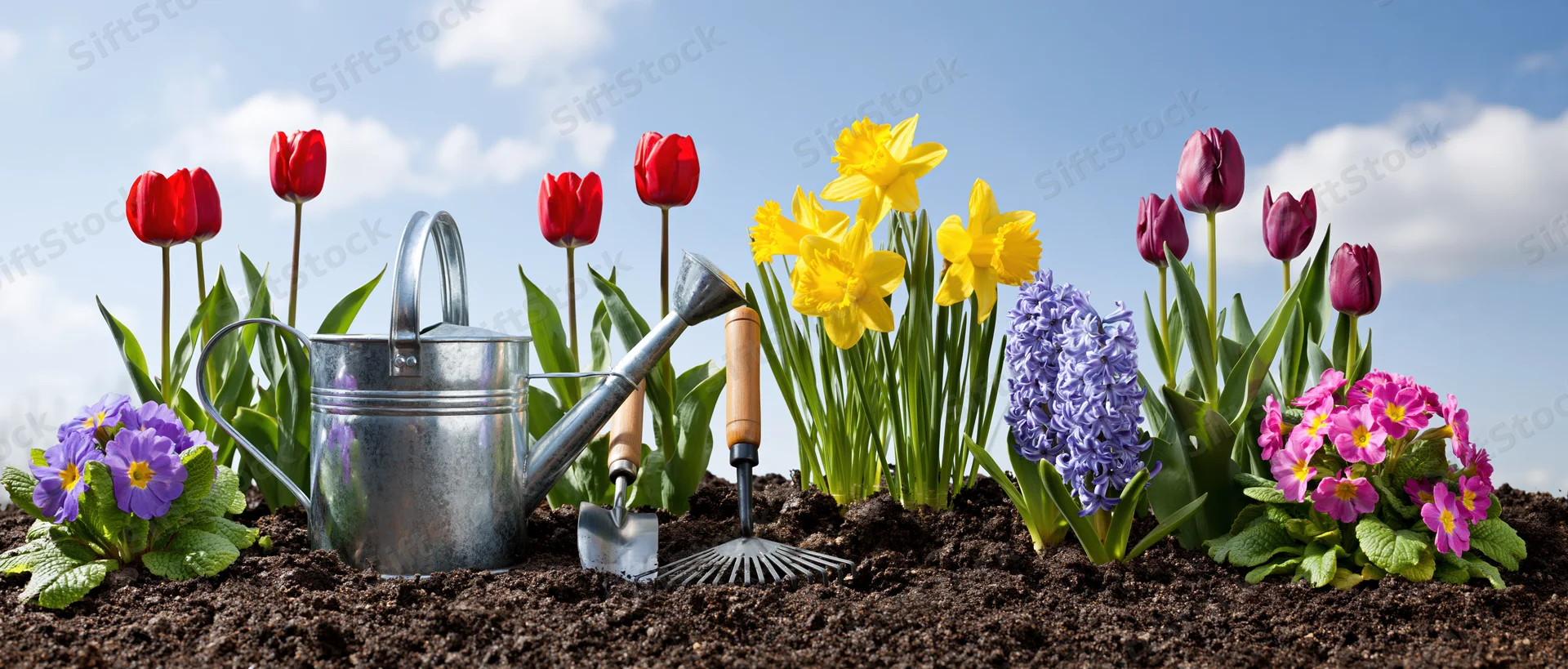 Spring garden border with blooming tulips, daffodils, hyacinths and primroses, metal watering can and tools in soil under blue sky