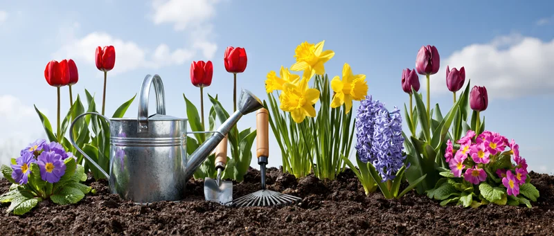 Spring garden border with blooming tulips, daffodils, hyacinths and primroses, metal watering can and tools in soil under blue sky