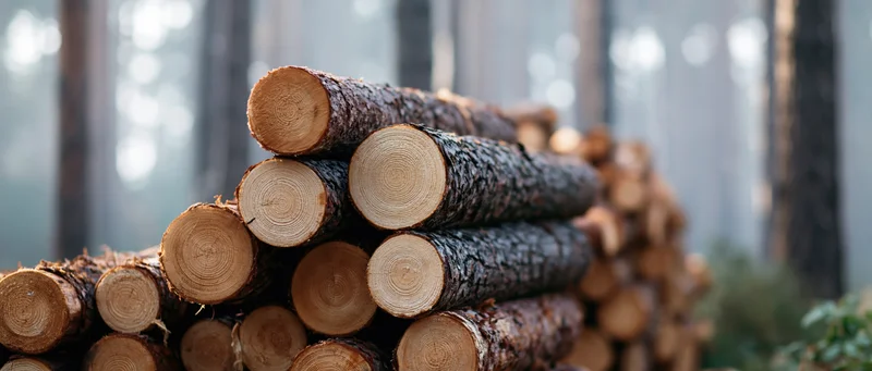 Stack of freshly cut pine logs piled horizontally in a forest setting