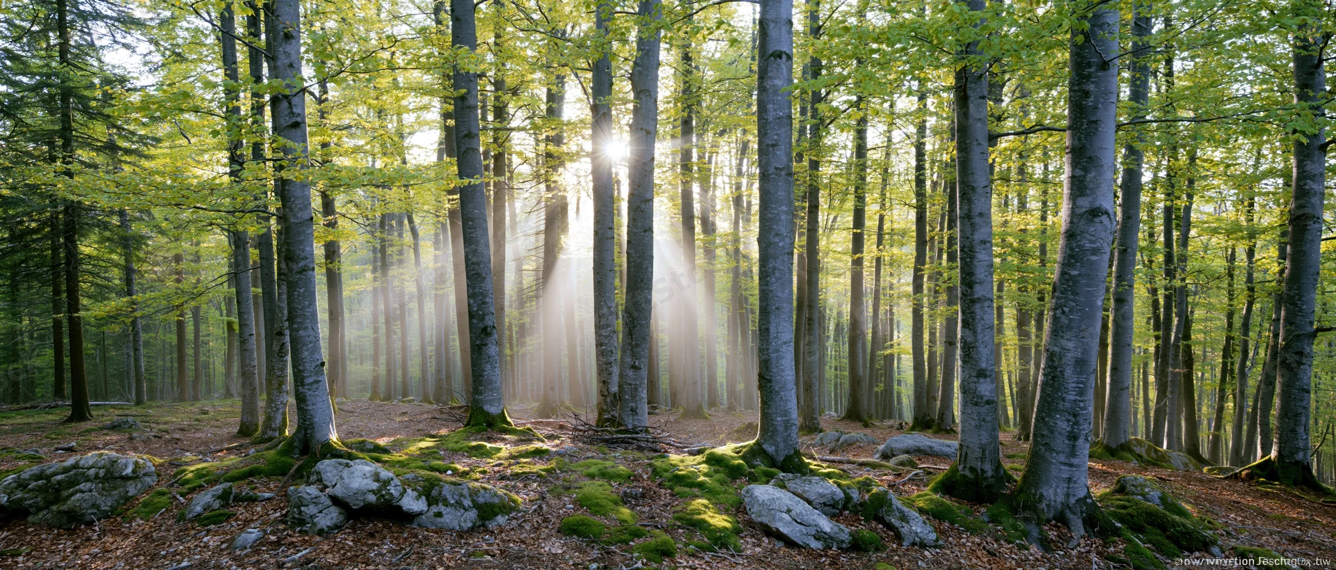 Sunlight breaking through tall deciduous trees in a misty forest with moss-covered rocks on the forest floor