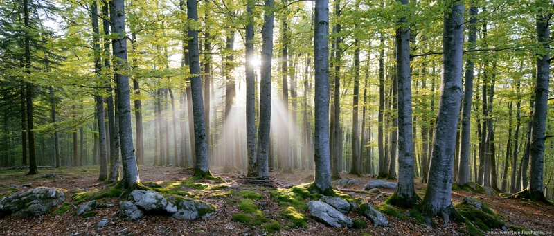 Sunlight breaking through tall deciduous trees in a misty forest with moss-covered rocks on the forest floor