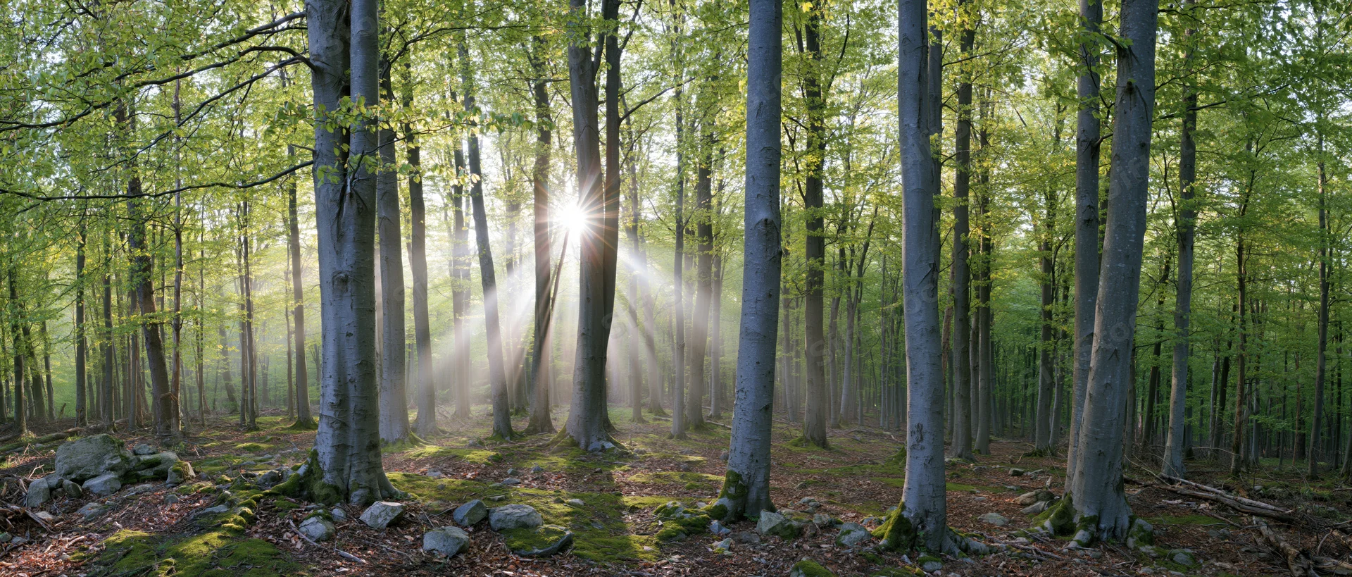 Sunlight breaking through tall deciduous trees in a misty forest clearing