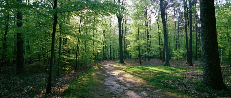 Sunlight filtering through tall deciduous trees onto a winding forest path in a lush green woodland