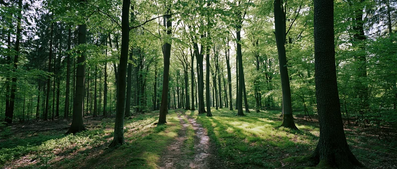 Sunlit path winding through tall deciduous trees in a lush green forest