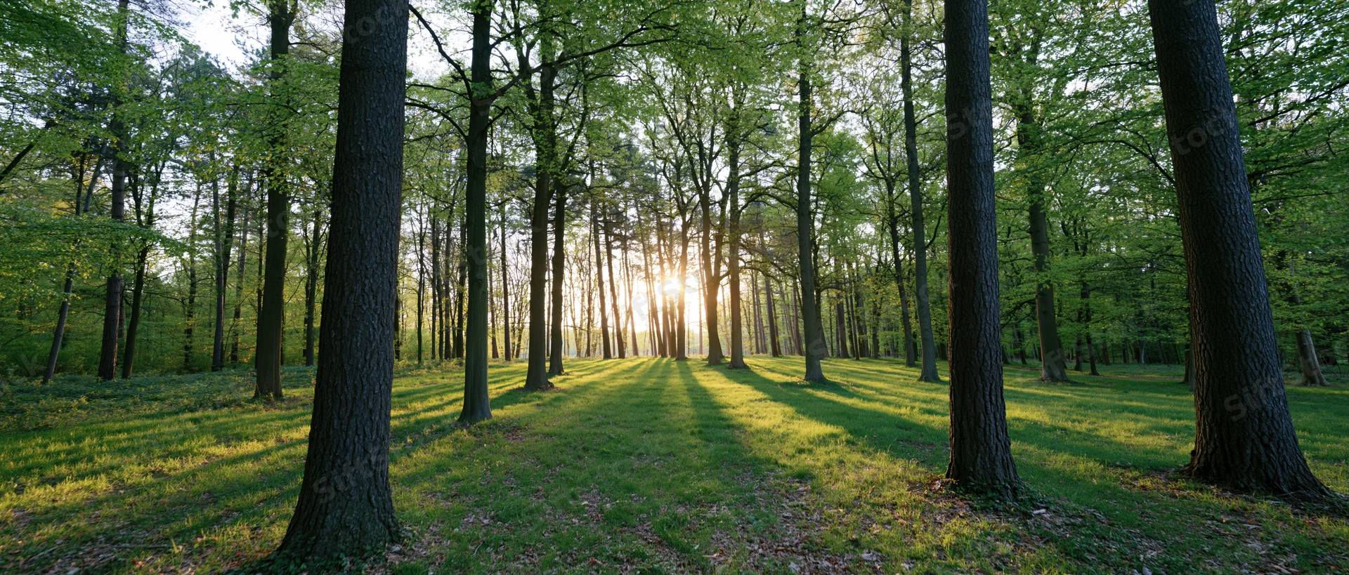 Sunlight breaking through tall deciduous trees in a grassy forest clearing