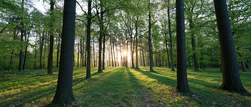 Sunlight breaking through tall deciduous trees in a grassy forest clearing