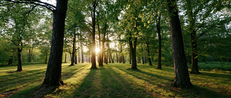 Sunlight breaking through tall deciduous trees in an open woodland clearing
