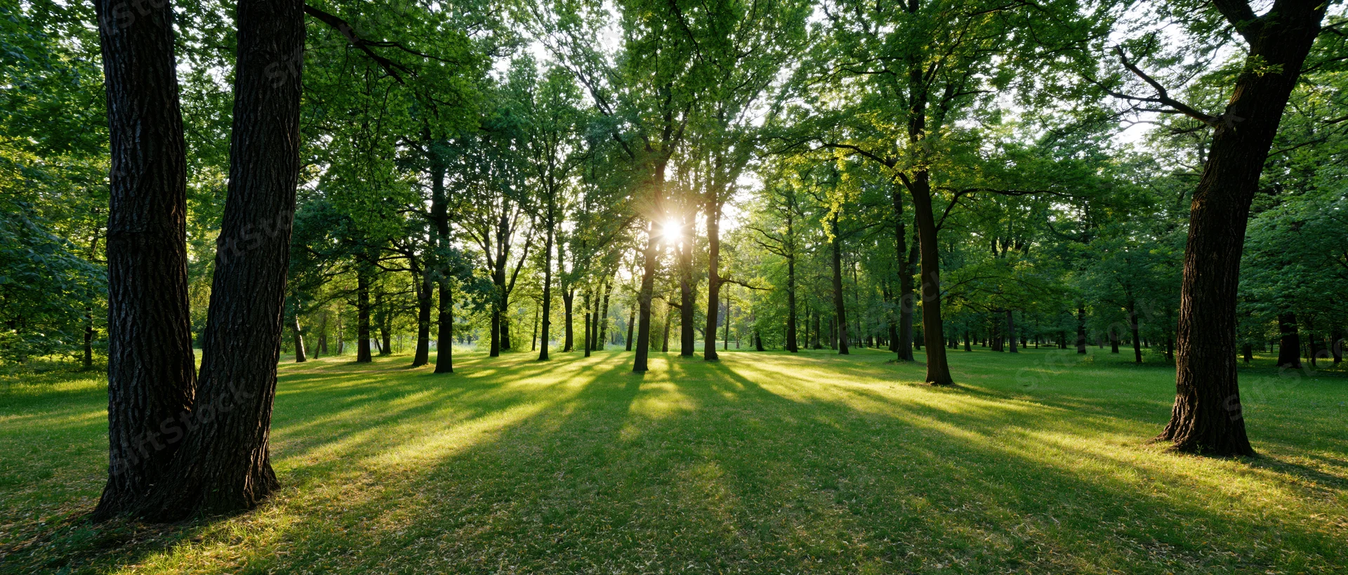 Sunlight breaking through tall deciduous trees in an open woodland clearing