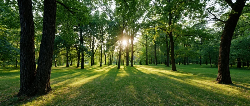 Sunlight breaking through tall deciduous trees in an open woodland clearing