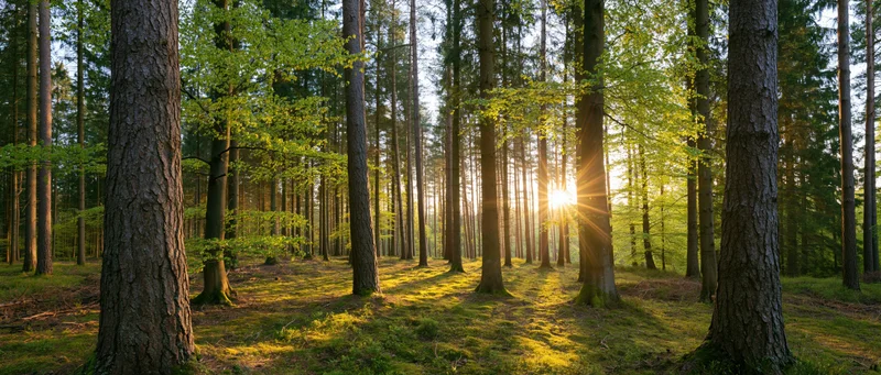 Sunlight breaking through tall mixed forest trees casting golden rays on mossy ground