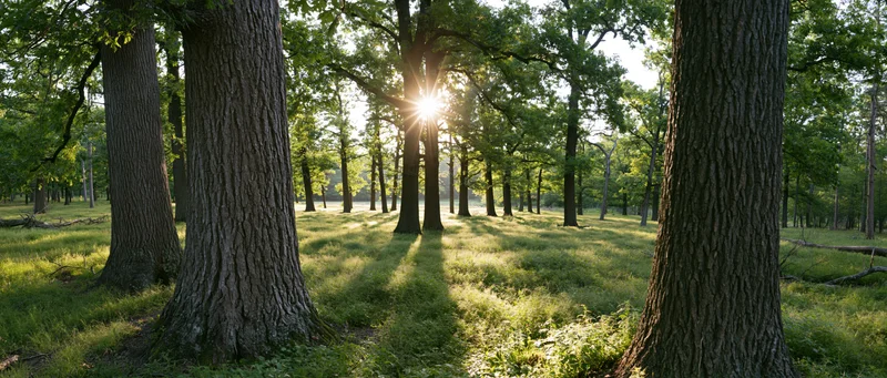 Sunlight bursting through trees in a forest clearing with green grass and dappled shadows