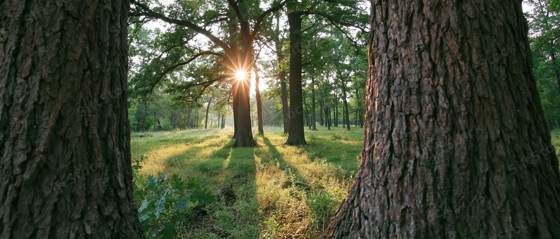 Sunlight bursting through trees in a forest clearing with grassy ground and dappled shadows