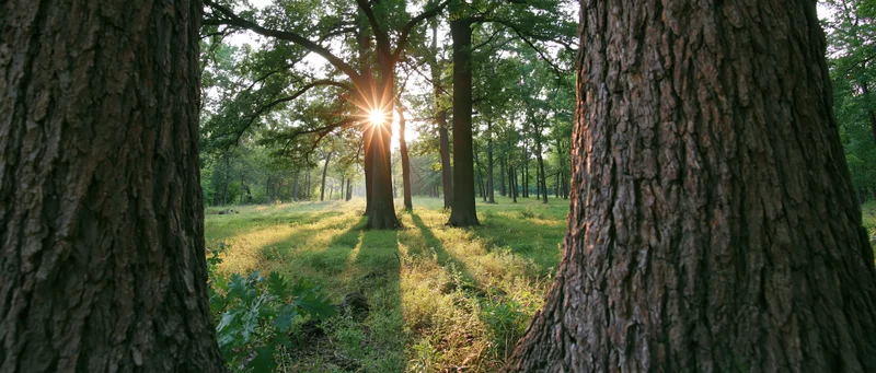 Sunlight bursting through trees in a forest clearing with grassy ground and dappled shadows