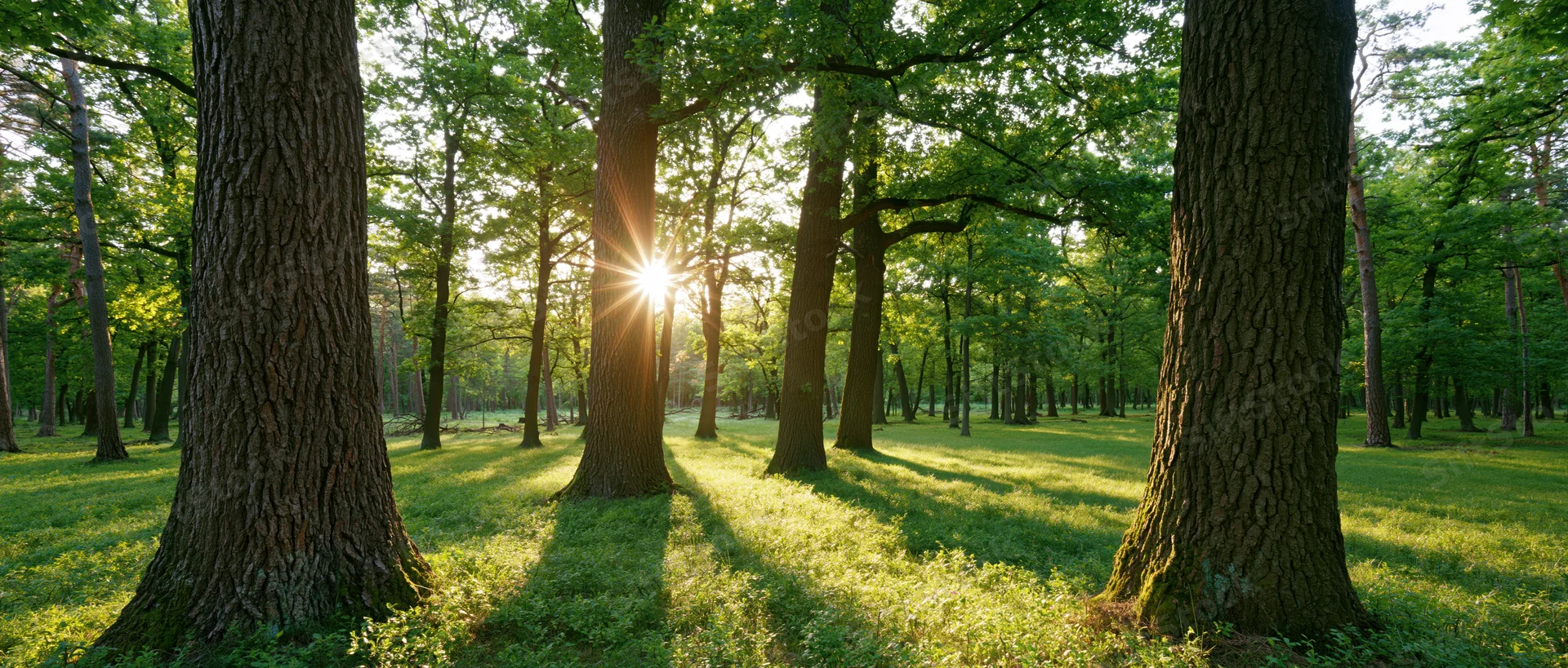 Sunlight bursting through trees in a green forest clearing