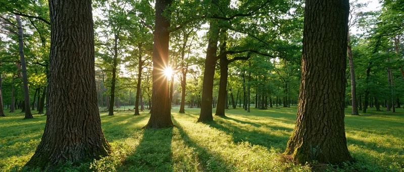Sunlight bursting through trees in a green forest clearing