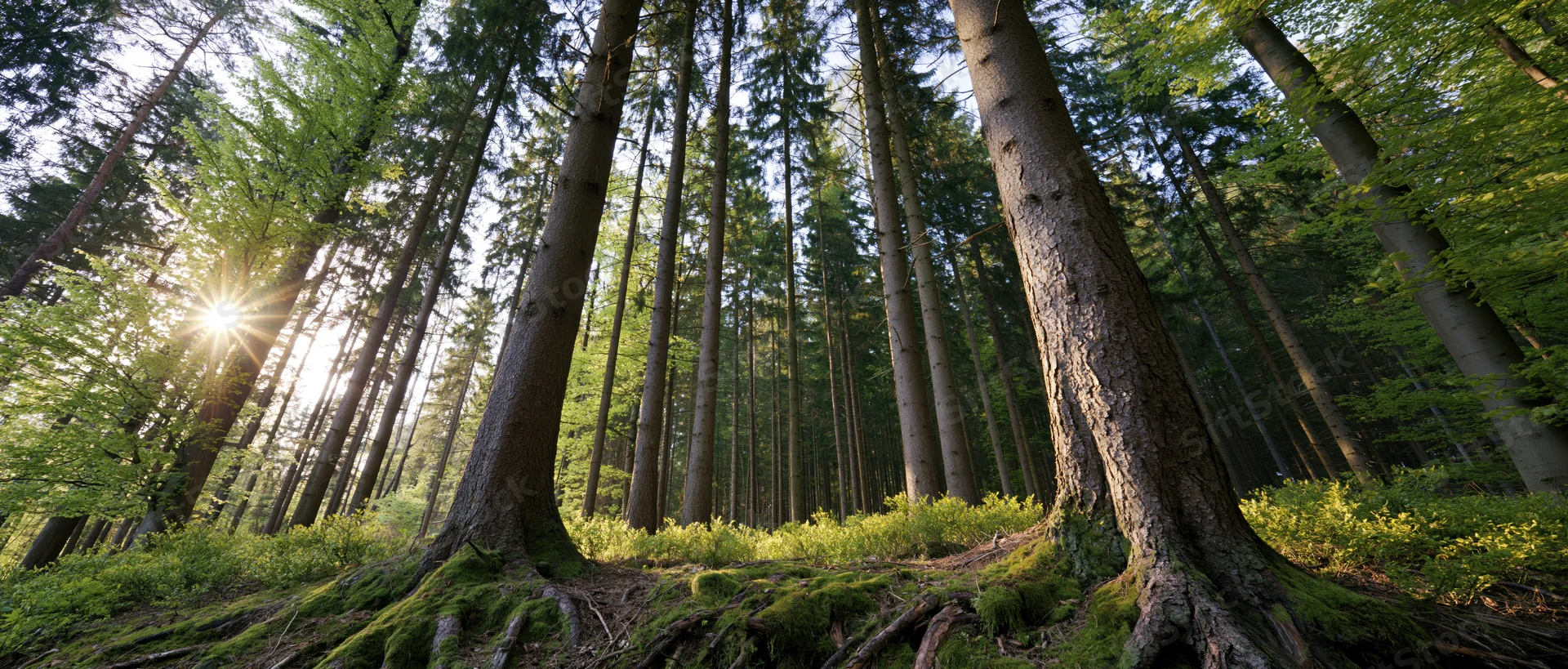 Sunlight bursting through tall conifer trees in a dense forest with moss-covered roots and green undergrowth
