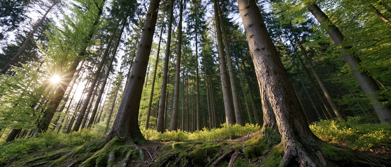 Sunlight bursting through tall conifer trees in a dense forest with moss-covered roots and green undergrowth