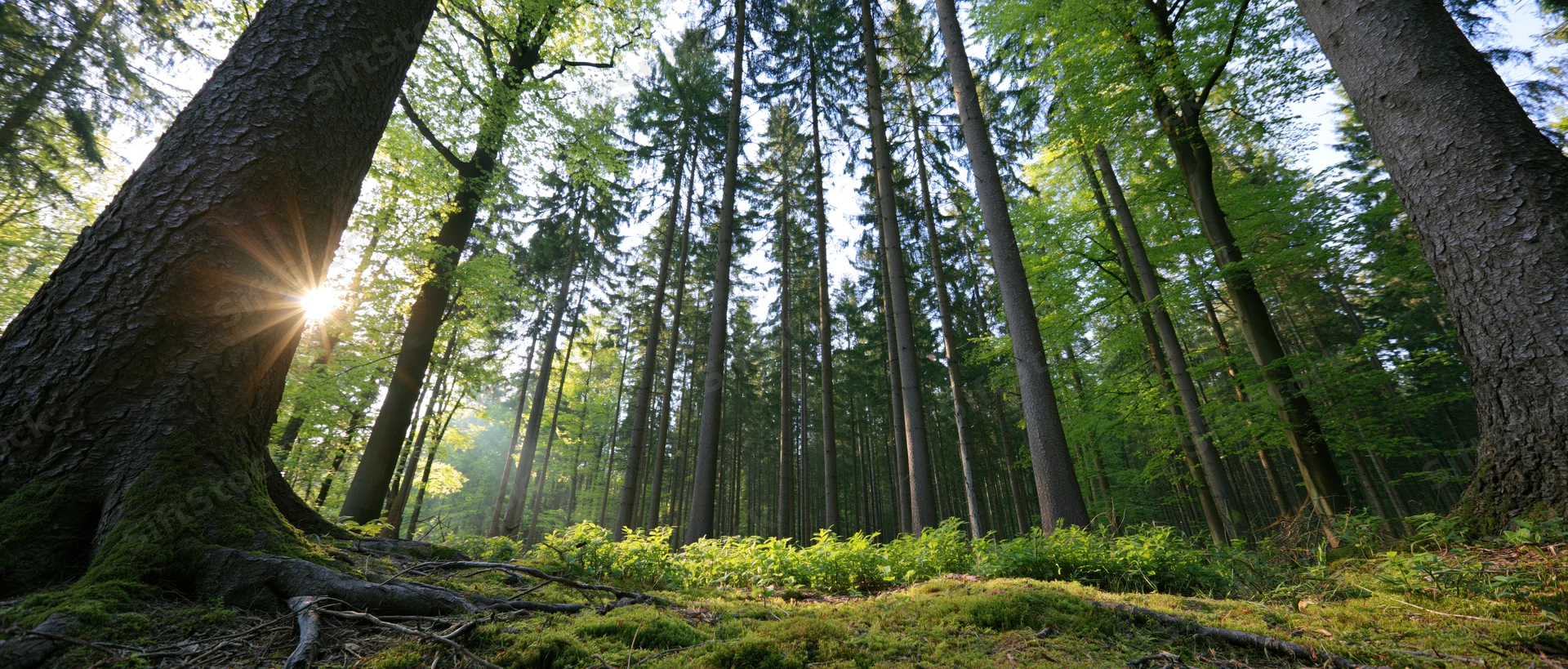 Sunlight bursting through tall conifer trees in a mossy forest clearing