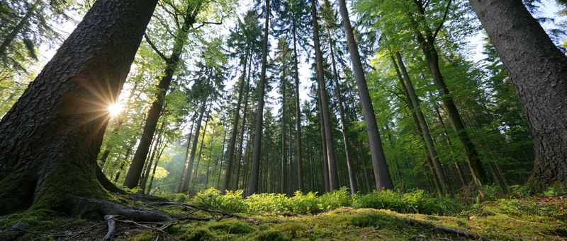 Sunlight bursting through tall conifer trees in a mossy forest clearing