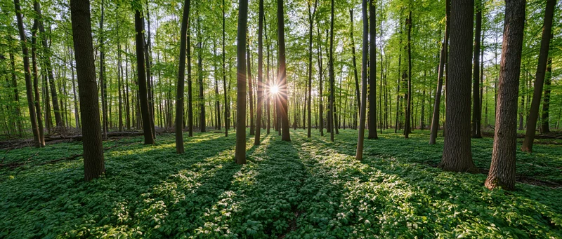 Sunlight bursting through tall deciduous trees in a lush green forest