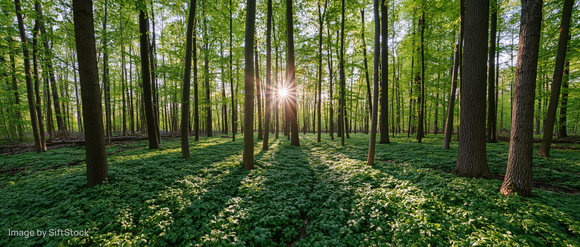 Sunlight bursting through tall deciduous trees in a lush green forest