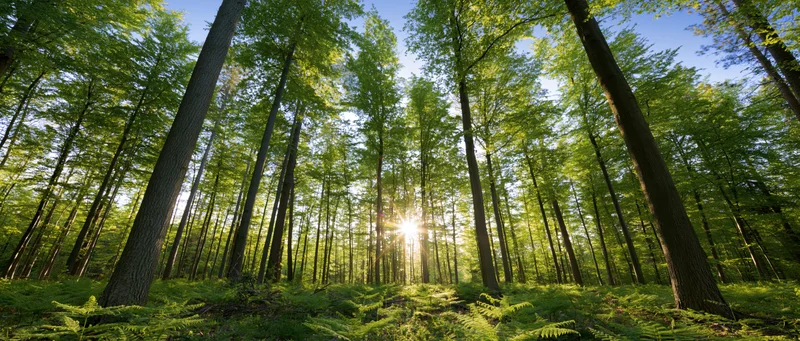 Sunlight bursting through tall deciduous trees in a lush forest with ferns on the ground