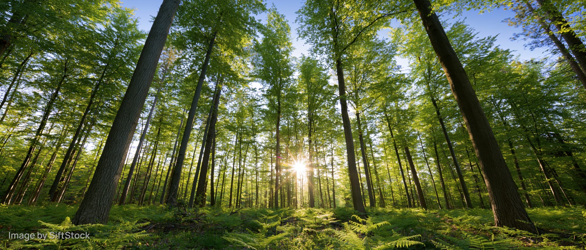 Sunlight bursting through tall deciduous trees in a lush forest with ferns on the ground