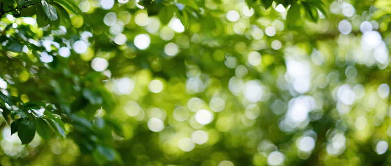 Sunlight filtering through dense green leaves in a natural outdoor setting