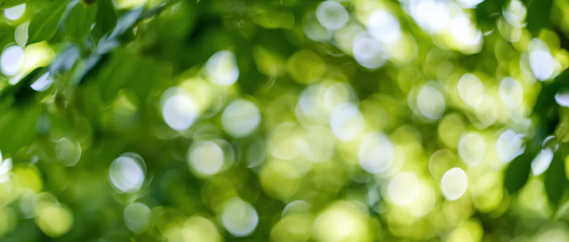Sunlight filtering through dense green leaves creating bokeh effect in forest canopy