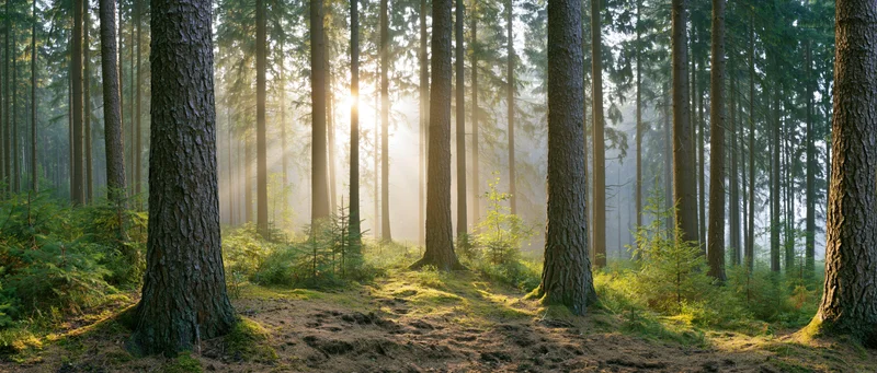 Sunlight streaming through tall conifer trunks in a misty forest at dawn