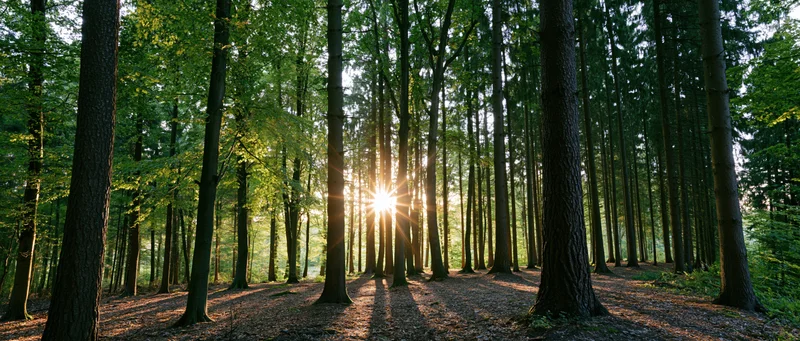 Sunlight streaming through tall mixed forest trees with dappled shadows on the forest floor