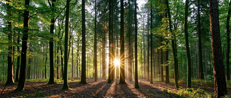Sunlight streaming through tall mixed forest trees in spring morning