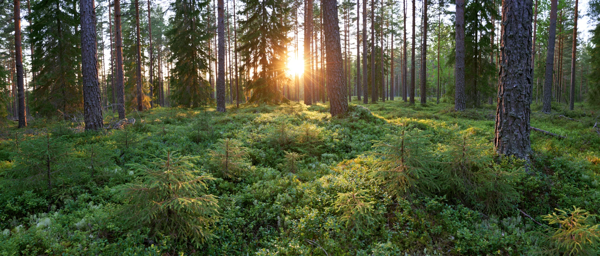 Sunlit boreal forest floor with dense green undergrowth and tall pine trees