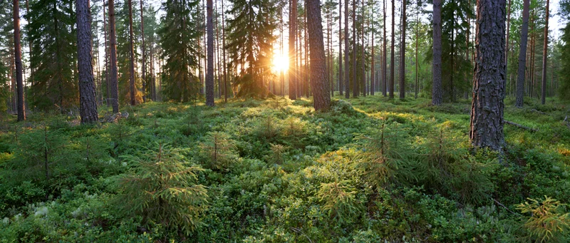 Sunlit boreal forest floor with dense green undergrowth and tall pine trees