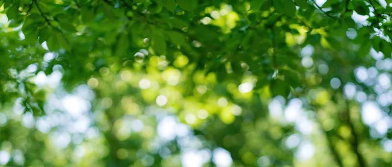 Sunlit tree canopy leaves viewed from below with soft bokeh effect