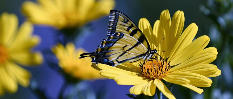 Swallowtail butterfly perched on bright yellow daisy-like flower in garden setting