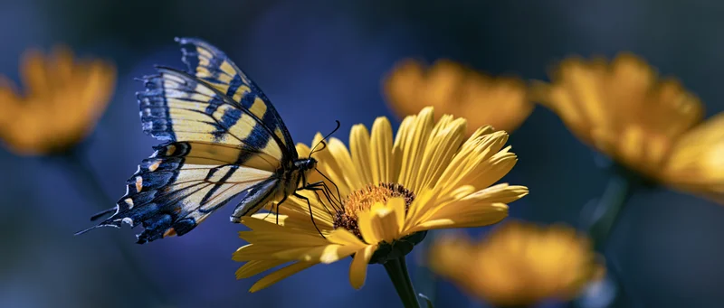 Swallowtail butterfly perched on bright yellow daisy-like flower in garden setting