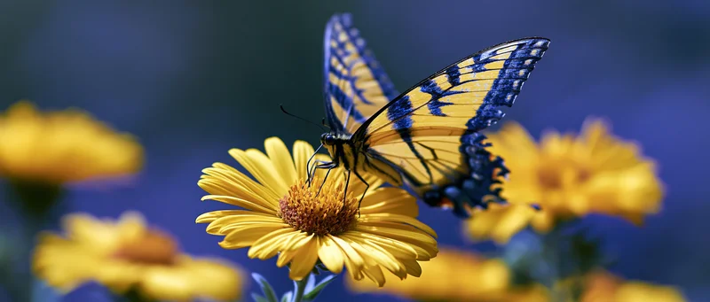 Swallowtail butterfly perched on bright yellow daisy-like flower in garden setting