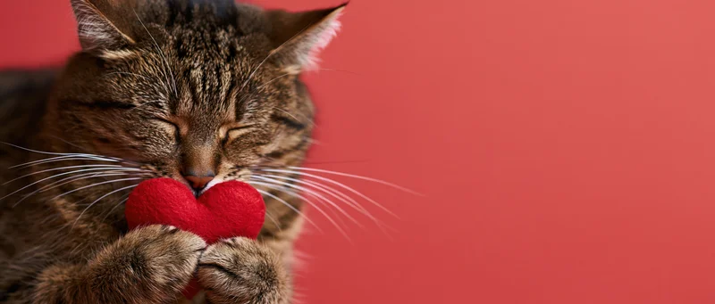 Tabby cat holding a red heart toy with eyes closed against a red background
