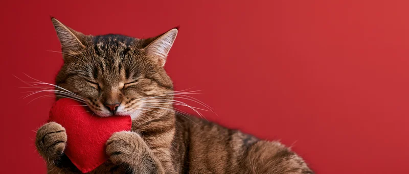 Tabby cat holding a red heart toy with eyes closed against red background