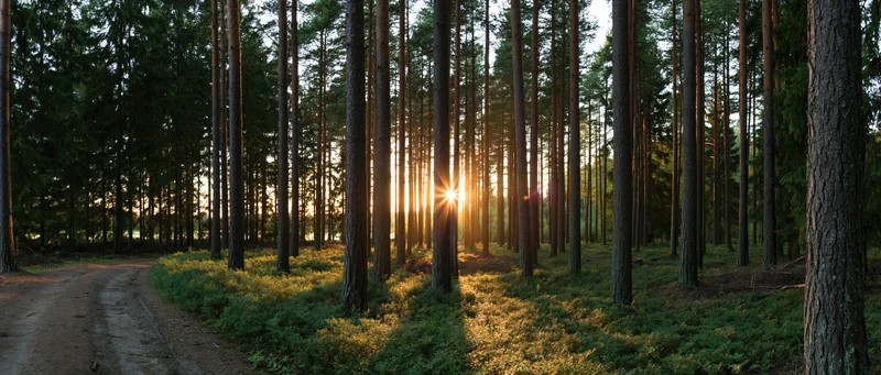 Sunburst between tall pine trees in a forest at golden hour along a dirt path