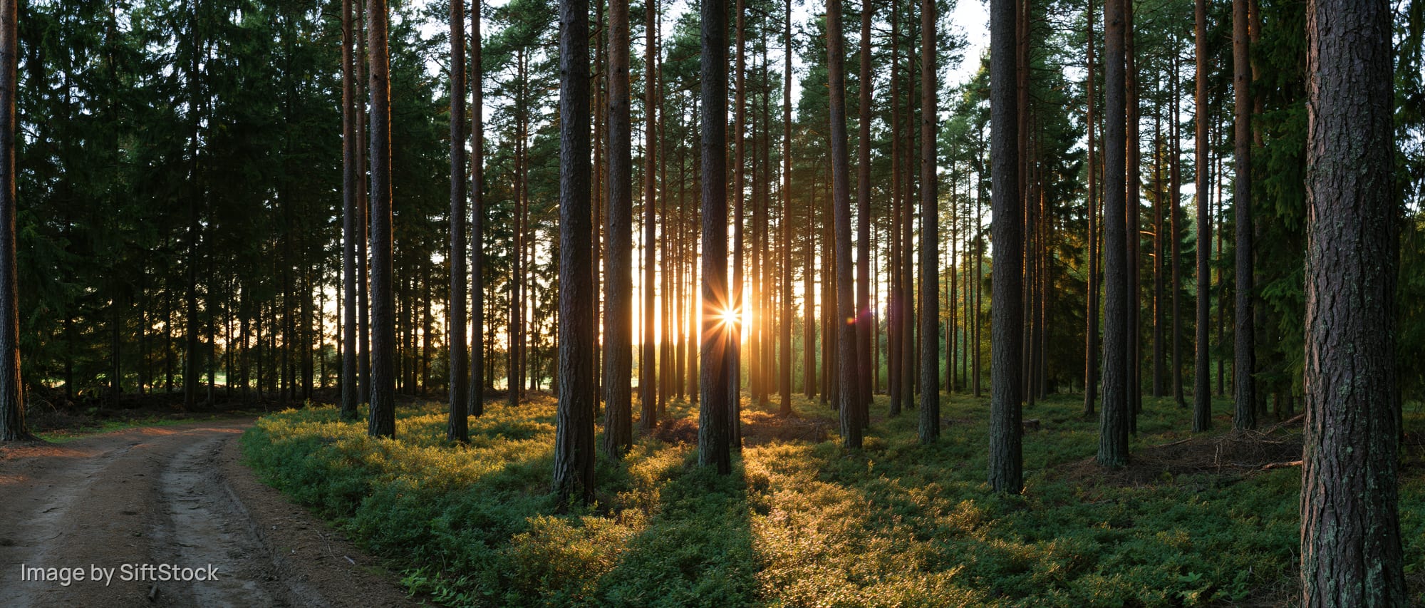 Sunburst between tall pine trees in a forest at golden hour along a dirt path